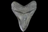 Serrated, Fossil Megalodon Tooth - South Carolina #90388-1
